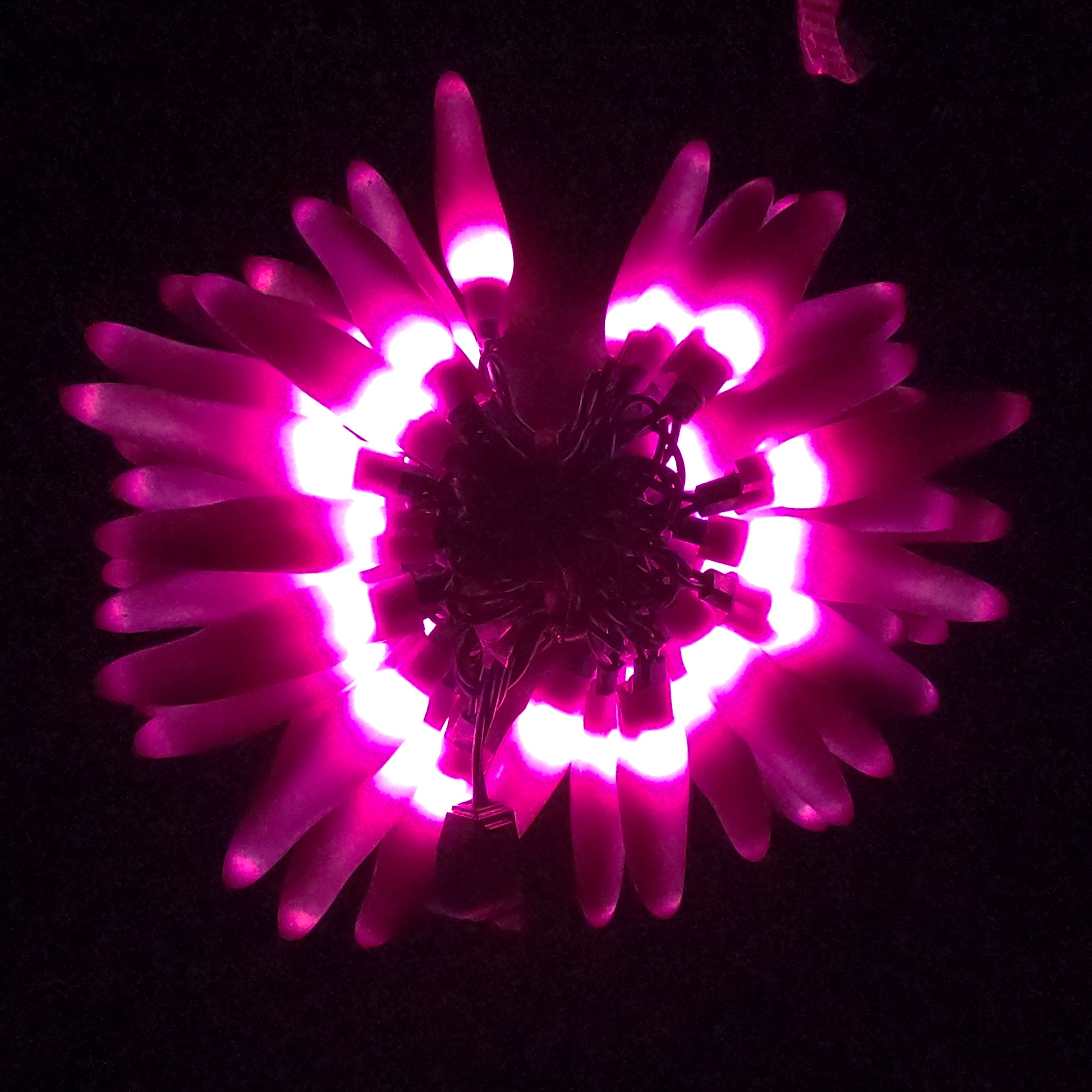 C16650 50 LED Purple Chili Pepper Lights bunched light by RC Company LLC